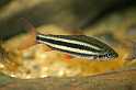 FH_ZA_0016(Leporinus striata)